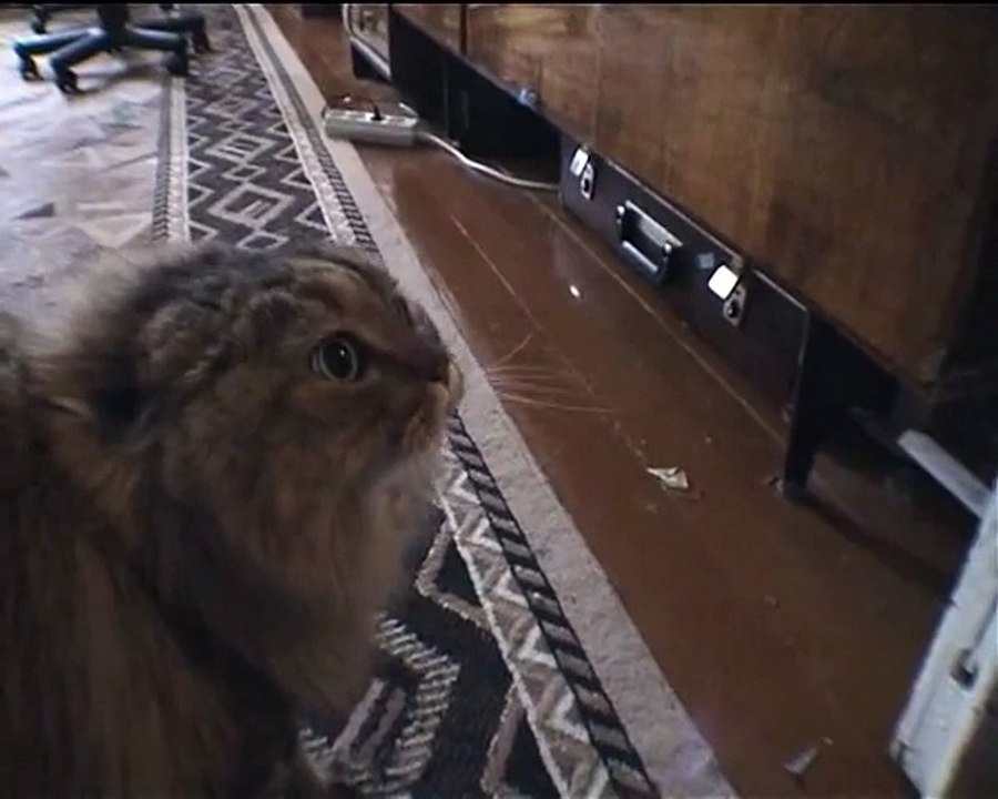 NONONONO Cat