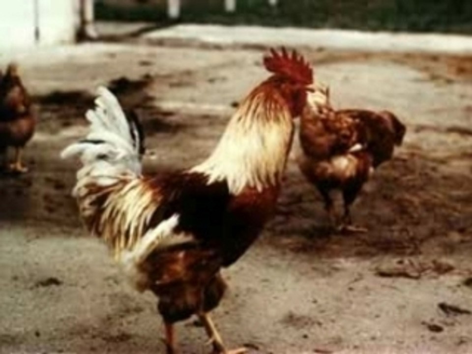 Les poules