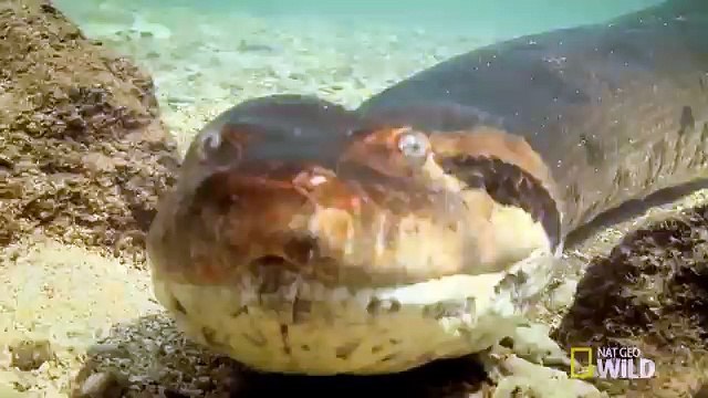 Анаконда срещу крокодил - YouTube