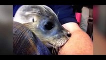 Baby seal rescued from herd of 30 cows