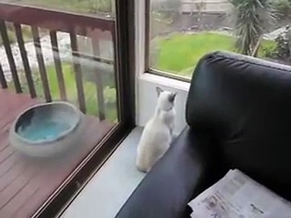 Robbie the cat's chewbacca impression