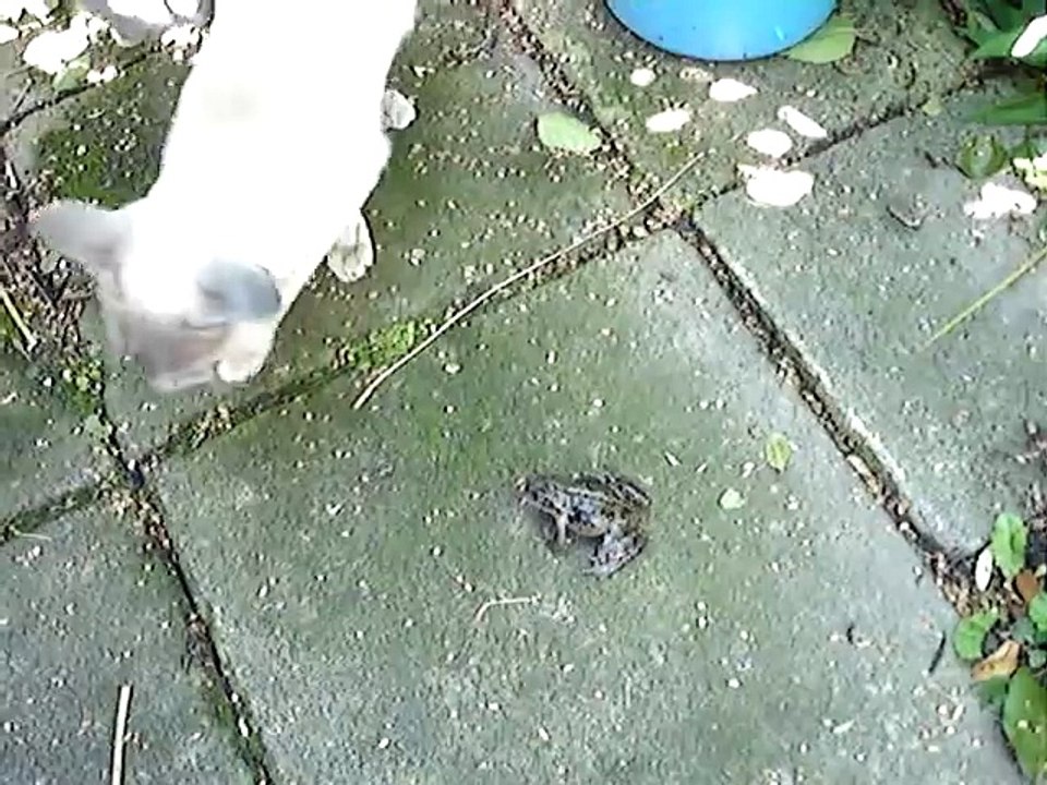 Screaming frog