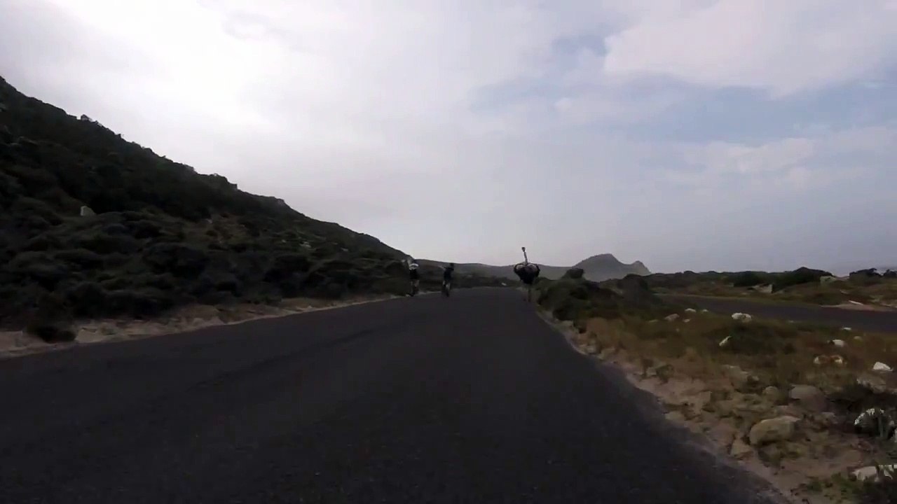 Deux cyclistes sont poursuivis par une autruche