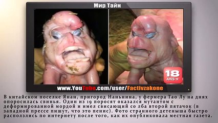 В Китае родился поросенок мутант с человеческим лицом - Мир Тайн - YouTube