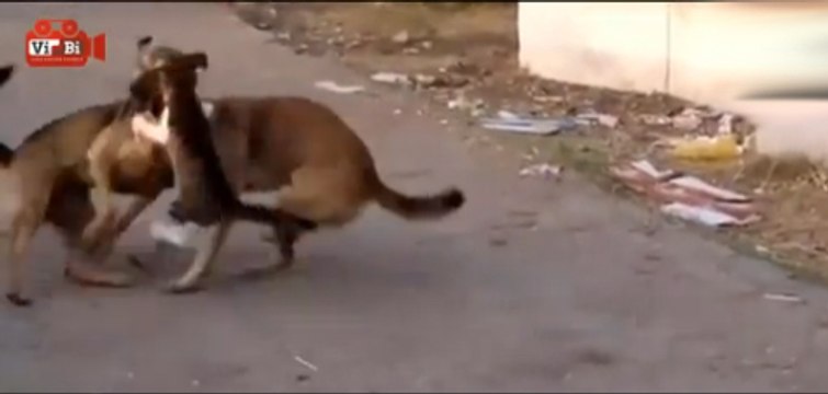 Dog VS Cat Fight - Very Funny Figthing - Dramatic! - Epic Animal Battle!