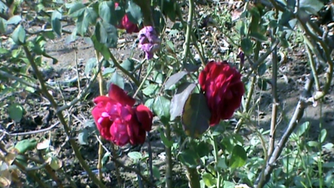 Save Water Save Life_x264