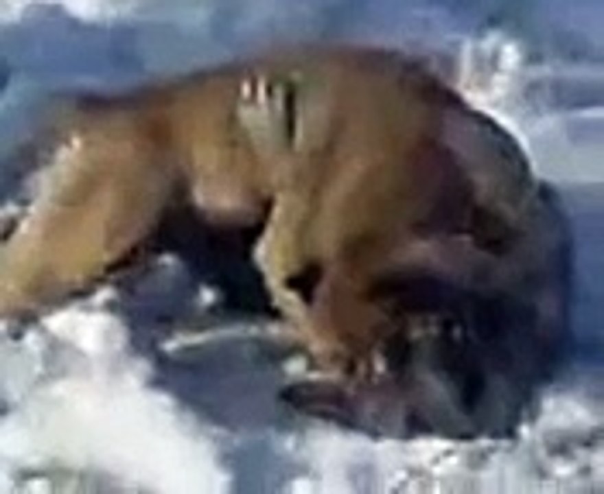 Волк загрыз стафрда - YouTube