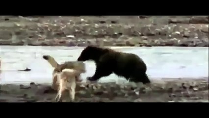 Волки против медведя гризли - YouTube