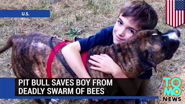 Героический питбуль спас ребёнка от пчёл - YouTube