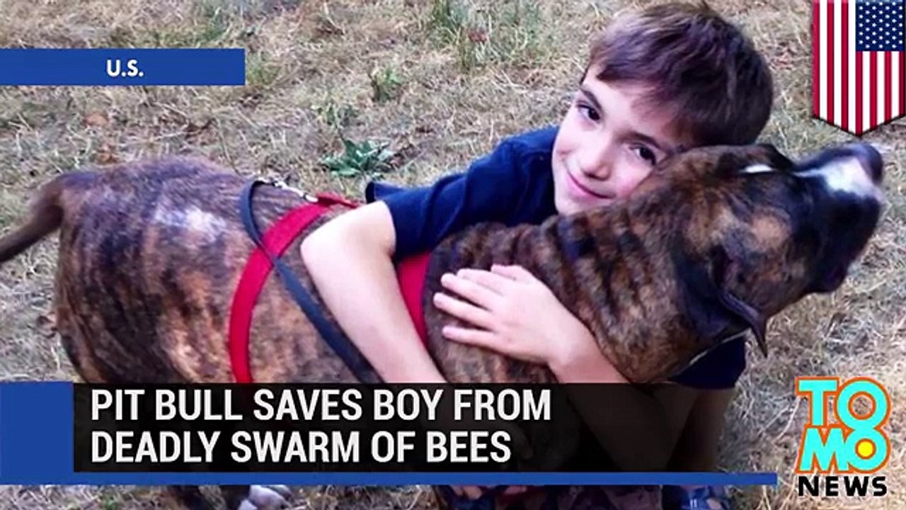 Героический питбуль спас ребёнка от пчёл - YouTube