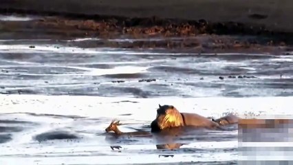 Бегемот убийца утопил Газель в болоте