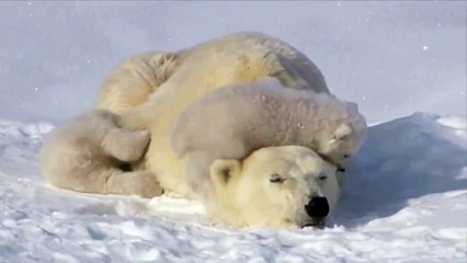 Белая медведица с медвежатами. Прикольная медведица с двумя забавными медвежатами.