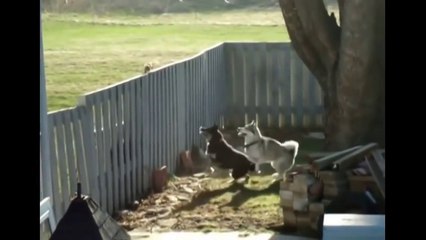 Белка троллит собак, жуткая вредина