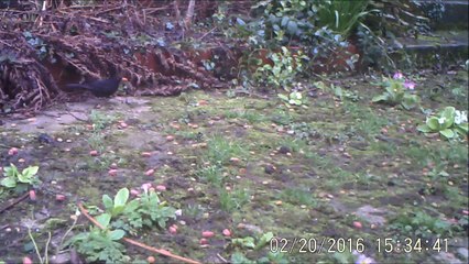 Querelle entre merle et merlette, à Rouen, 20/02/2016