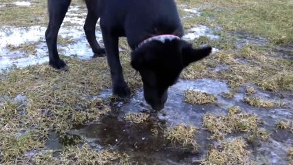 Dog Experiences Ice For The First Time