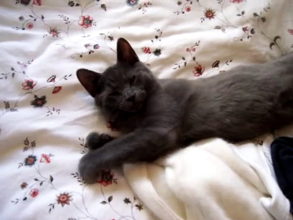 Talking Cat