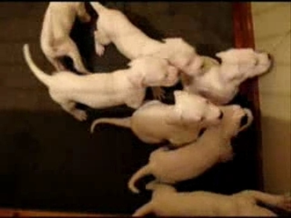 Chiots cerro de los condores 6