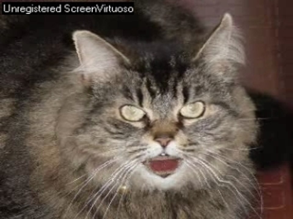 Lachatteencrisse