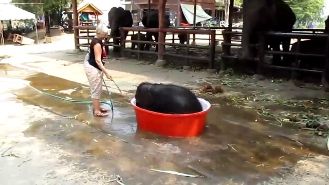 Ванна для слонёнка. Смешной слонёнок принимает ванну