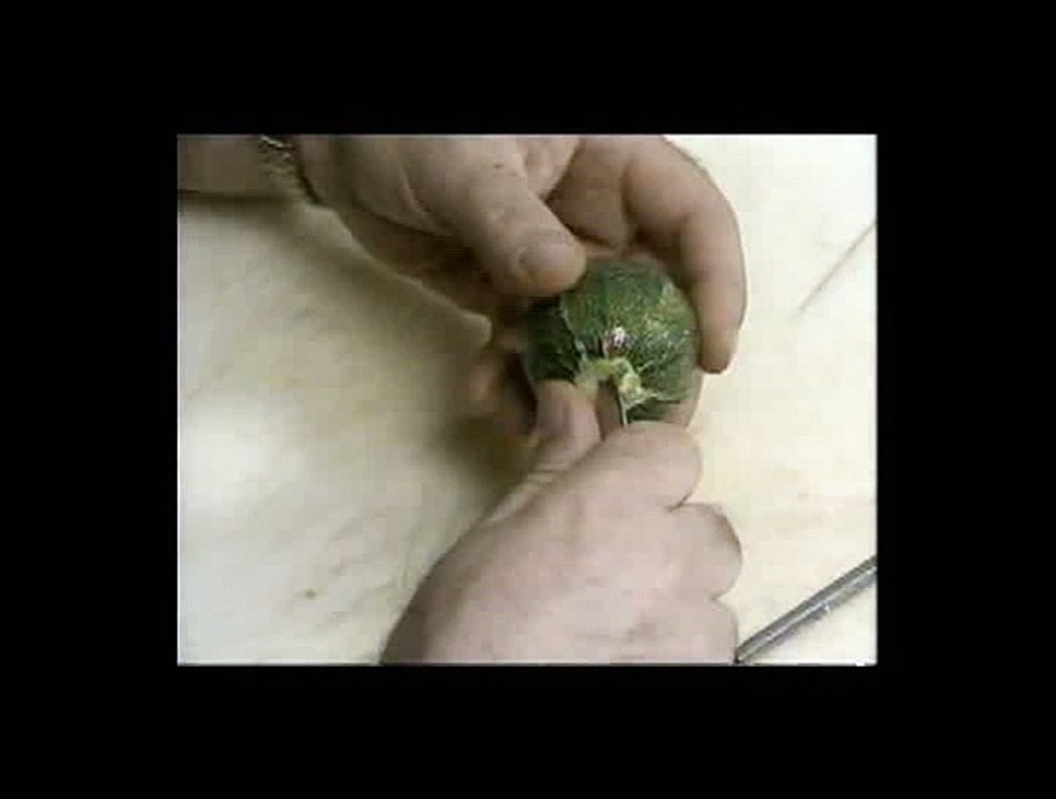 Piccoli Vegetali - Le Zucchine CD13