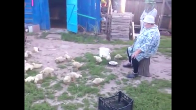 Гуси строятся, главное дисциплина