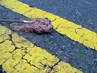 Дождевые Черви устроили массовое сборище