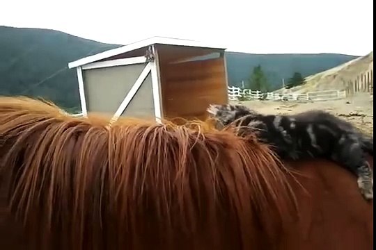 Забавный котенок играет с Лошадью