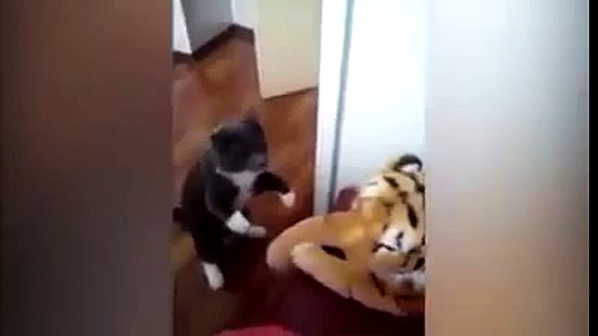 ⁣Funny Videos CAT Slaps TIGER
