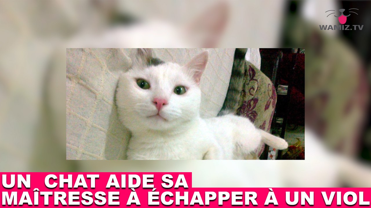 Un chat aide sa maîtresse à échapper à un viol ! L'histoire dans la minute chat #151