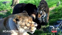 Une amitié entre un ours, un lion et un tigre dure depuis 15 ans