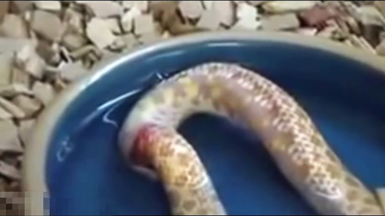 Змея пожирает сама себя, жесть!!!