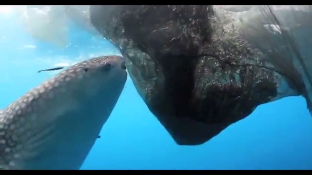 Китовая Акула ворует рыбу из рыбацкой сети