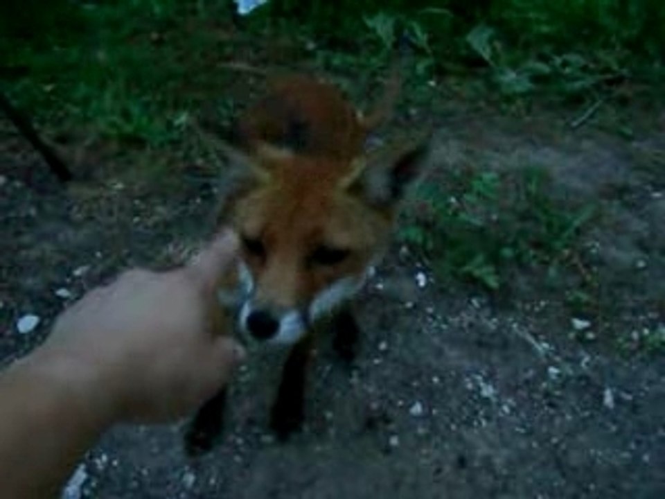 carotte le renard