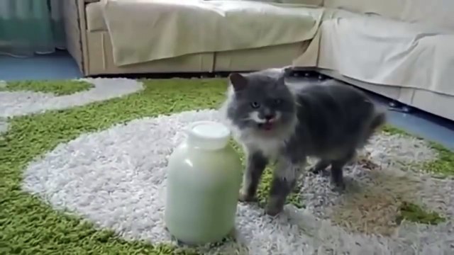 Когда очень хочется молока, способный Кот