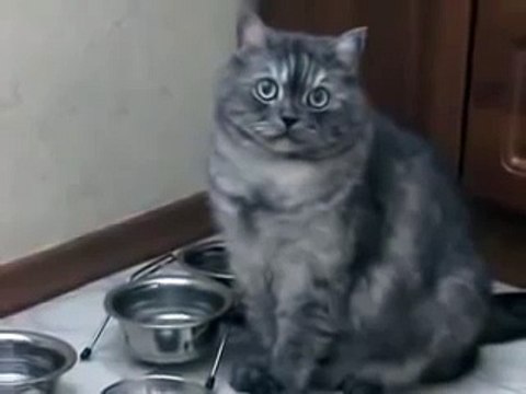 Кот очень вежливо выпрашивает еду