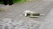 Ленивец пытается перейти дорогу