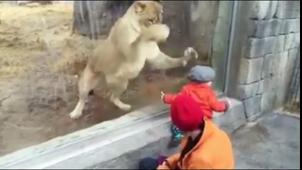 Littile kid play with Lion very strange