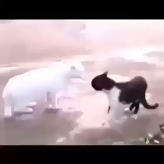 MJ is Back-Funny cat Videos