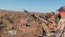 Un intense face-à-face entre un lynx et des chasseurs dans le désert