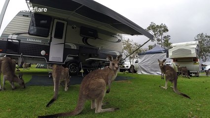 Mob of kangeroos surround caravaners at campsite