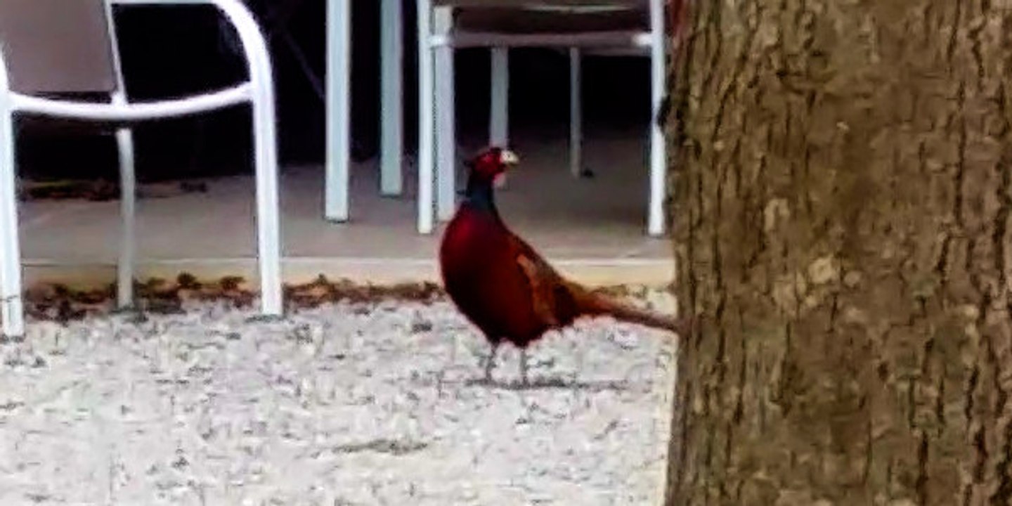 Les chambres d’hôtes ouvertes aux faisans