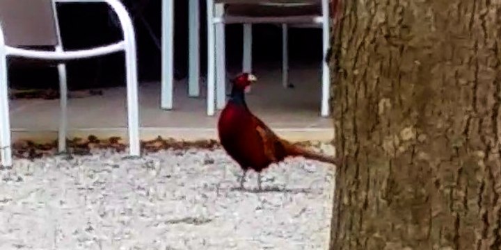 Les chambres d’hôtes ouvertes aux faisans