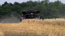 Gleaner S78 Combine Harvesting Wheat