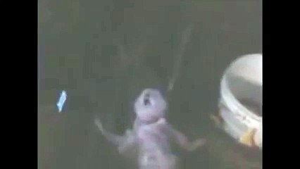 Strange creature found in Brazil