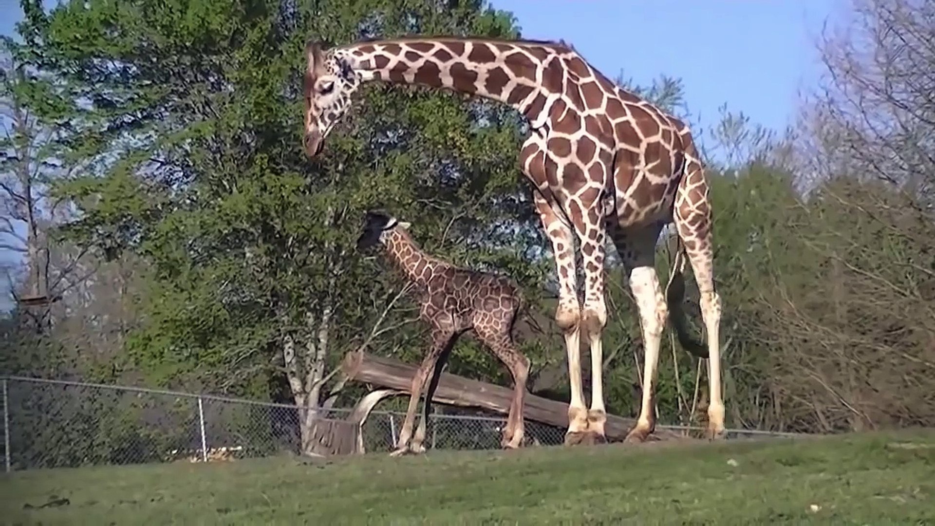⁣Video Giraffe birth cute baby