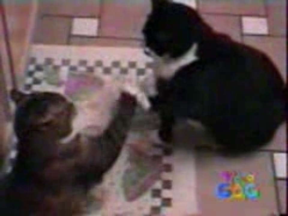 chat joueur