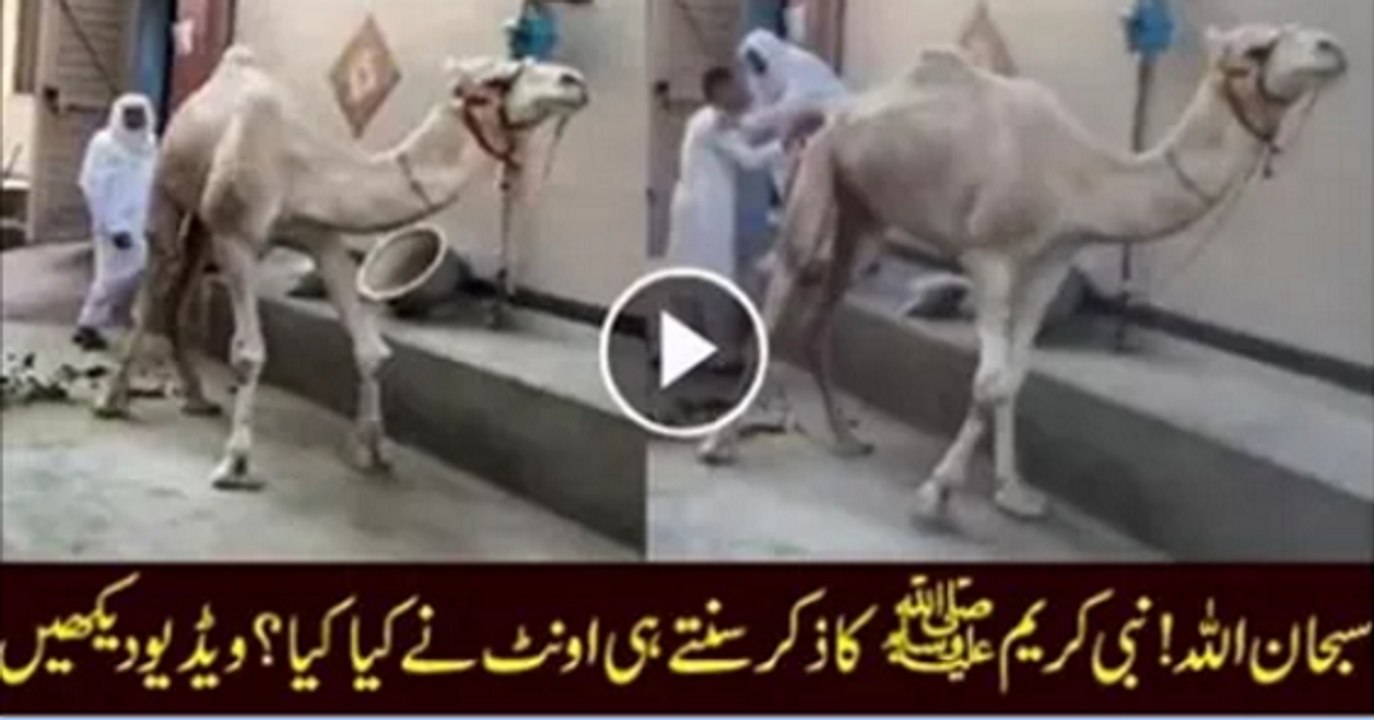 Watch Camel Dancing On The Naat Of Holy Prophet Hazrat Muhammad (PBUH)