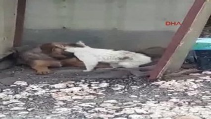 Mersin'de Kedi ile Köpeğin Dostluğu Görenleri Şaşkına Çeviriyor