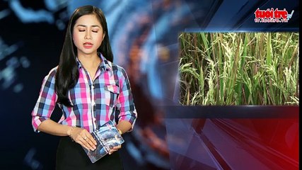 Tin nóng 24h ngày 02-3-2016- Báo động tình trạng xâm nhập mặn ở ĐBSCL