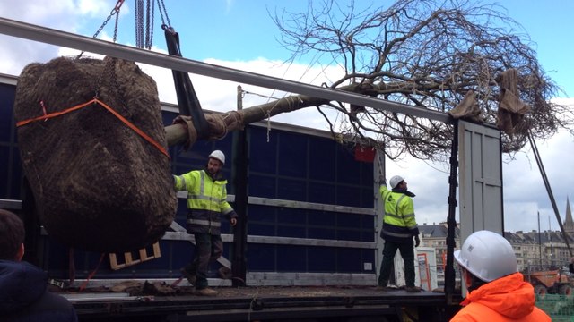 Plantation de platanes à la BMVR